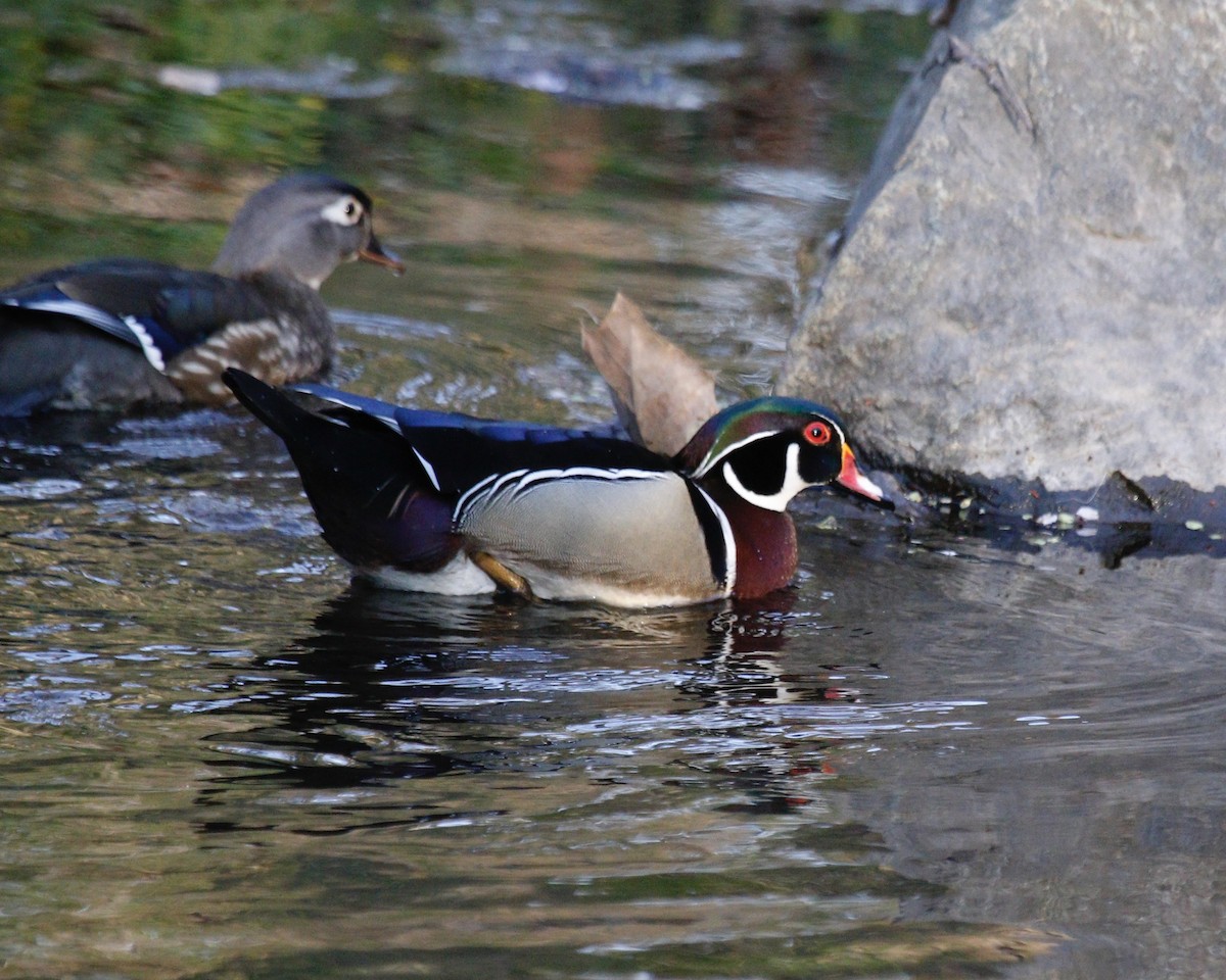 Каролінка - ML551866031