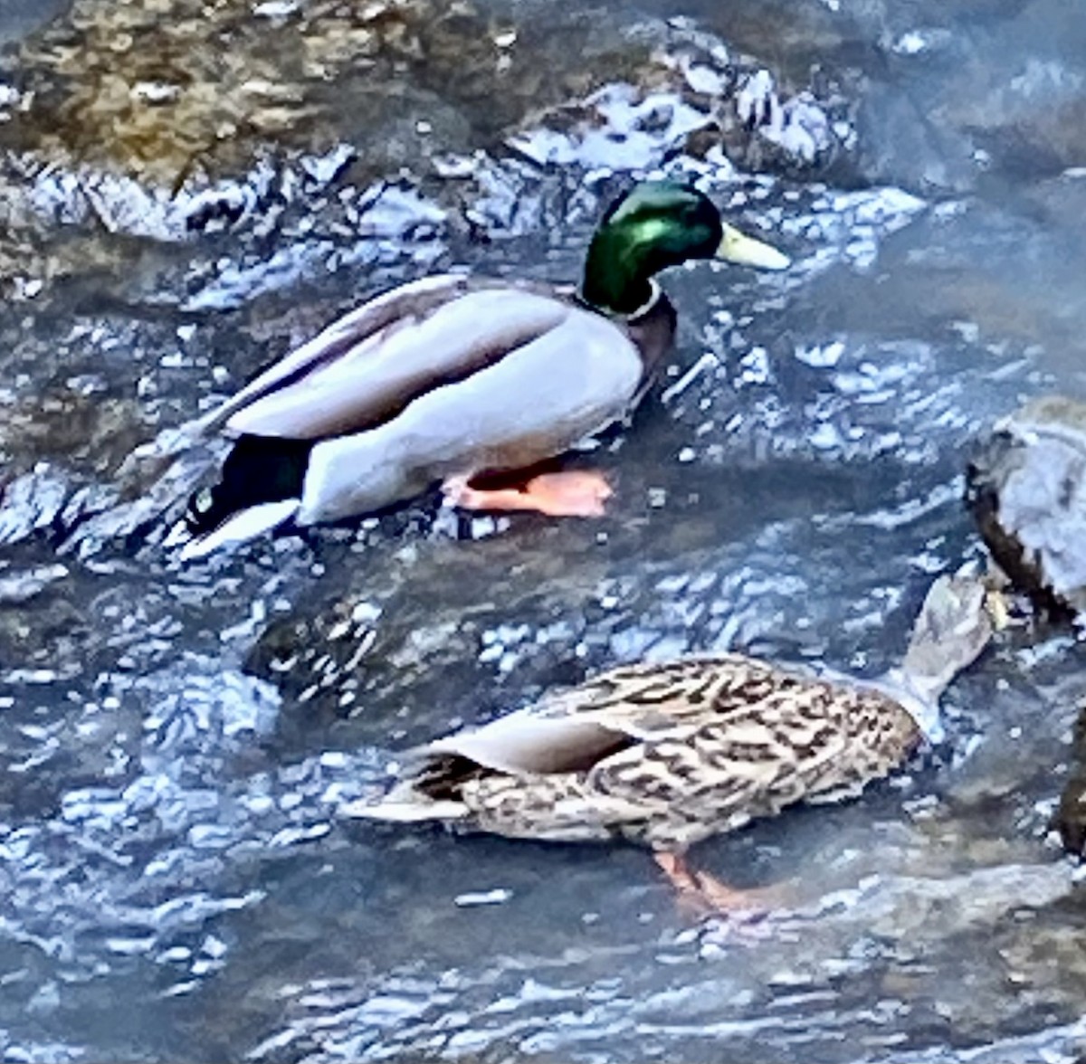 Canard colvert - ML551867261