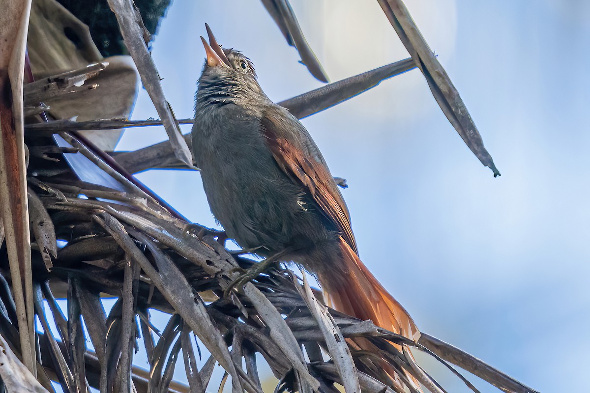 Streak-capped Spinetail - ML551868431
