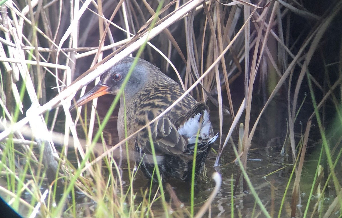 Virginia Rail - Todd Michael Day