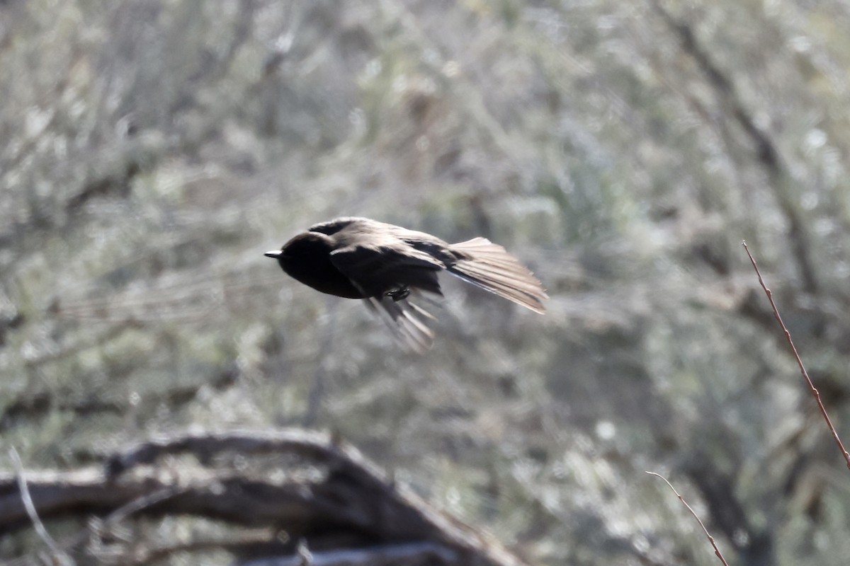 Black Phoebe - ML551869111