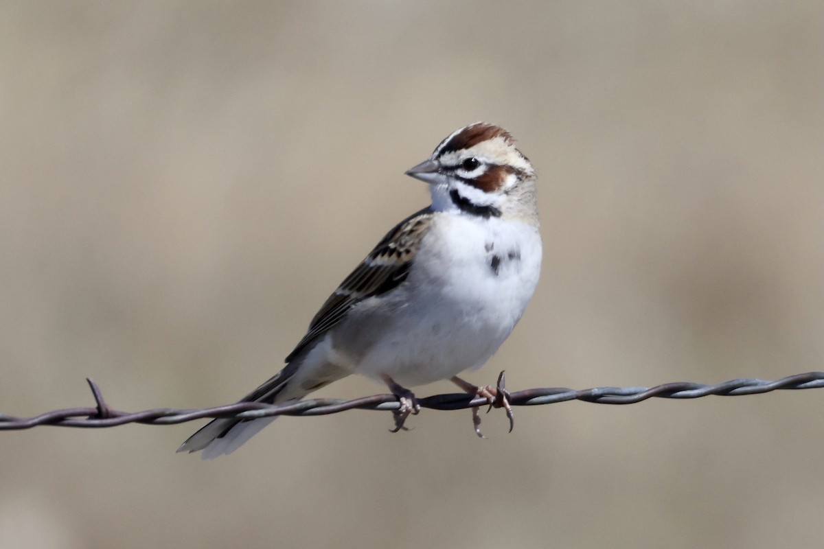 Lark Sparrow - ML551869181