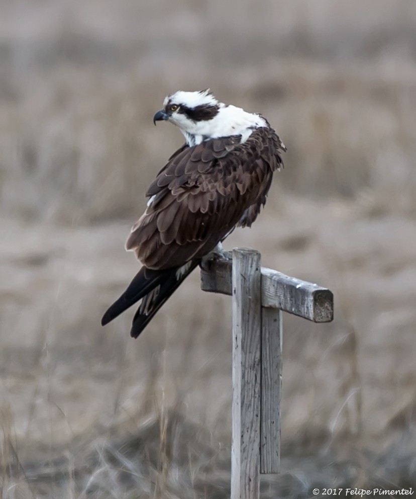 Osprey - Felipe Pimentel