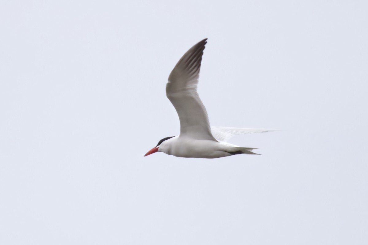 Caspian Tern - LEN OToole