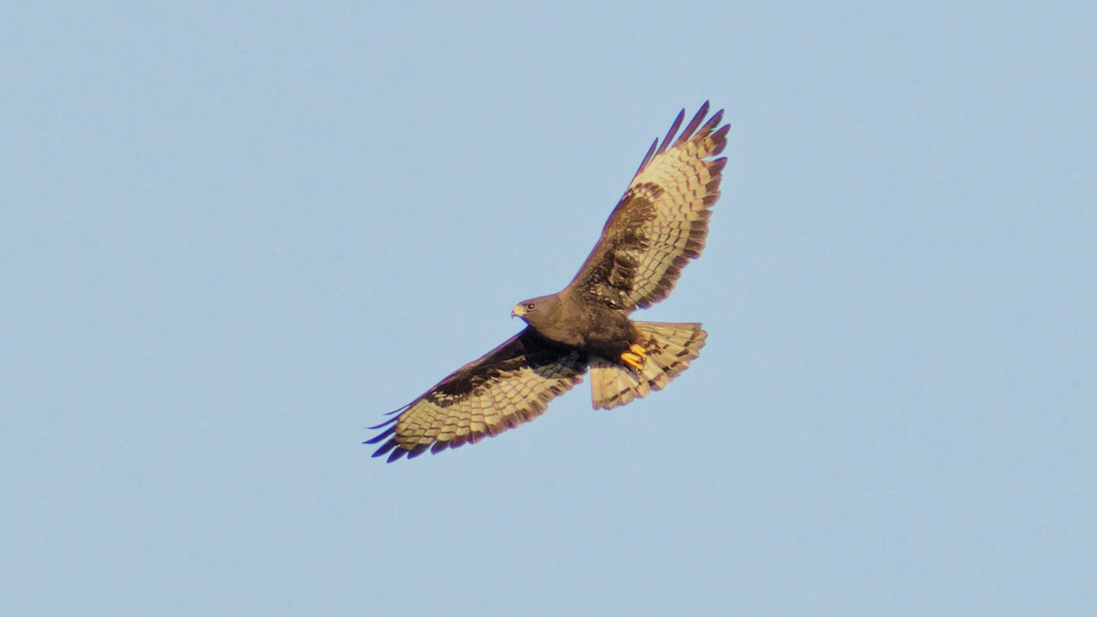 Short-tailed Hawk - ML551872431