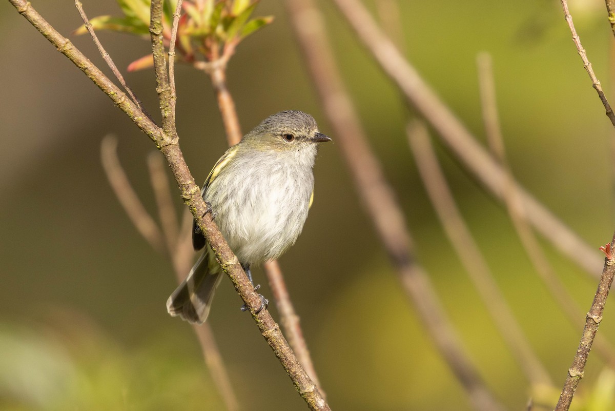 Mistletoe Tyrannulet - Benjamin Griffith