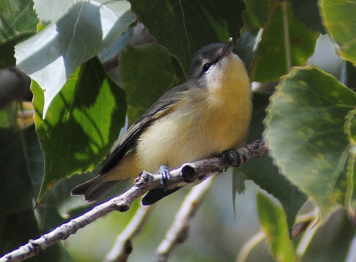 Philadelphia Vireo - ML55187331