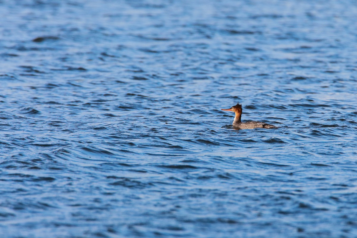 Red-breasted Merganser - ML551874701