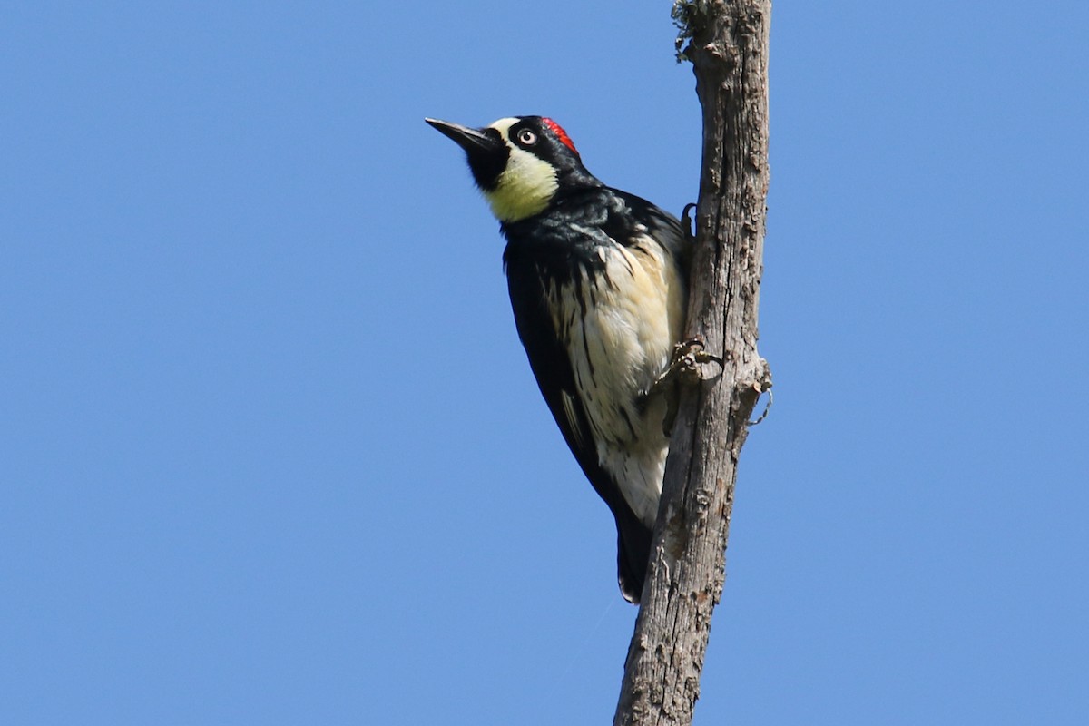 Acorn Woodpecker - ML551874901