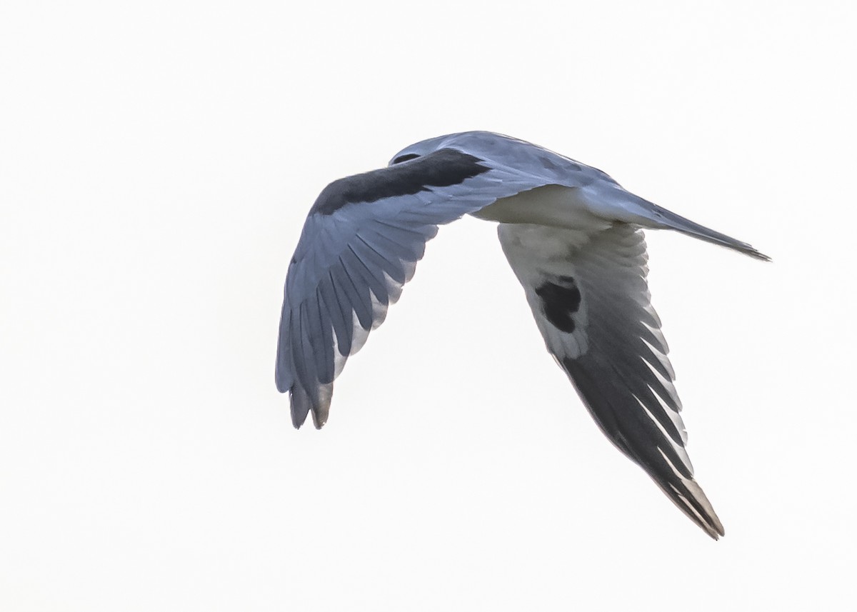 White-tailed Kite - ML551875501