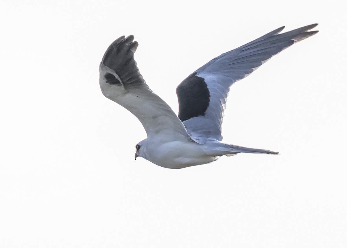 White-tailed Kite - ML551875511