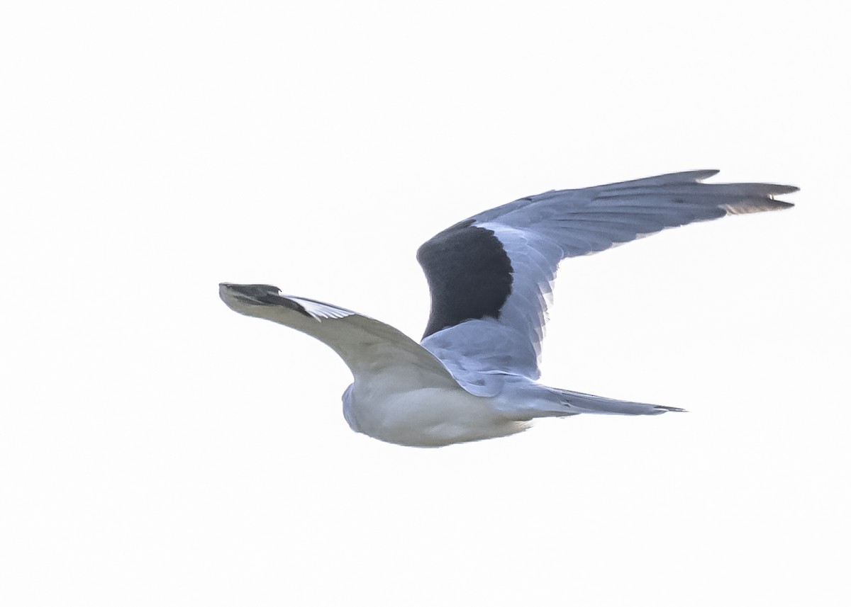 White-tailed Kite - ML551875531