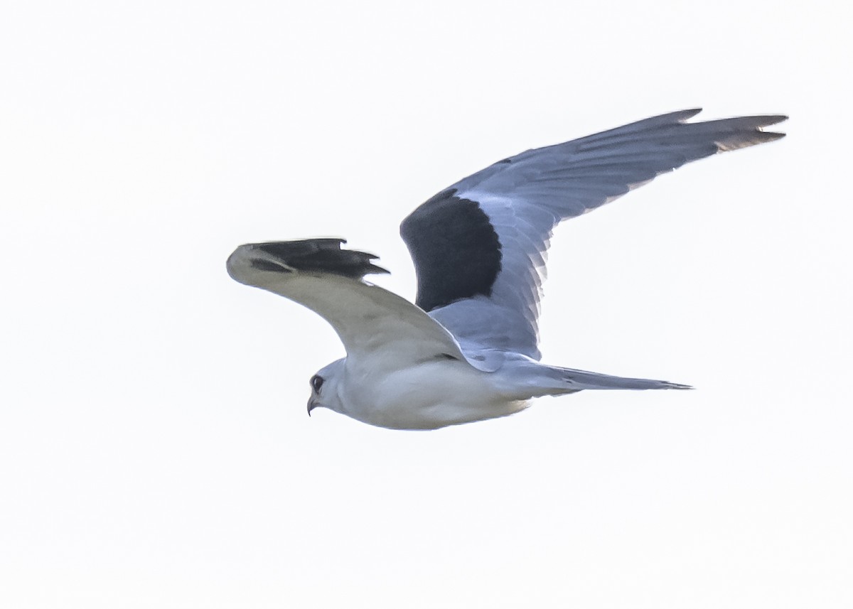 White-tailed Kite - ML551875541