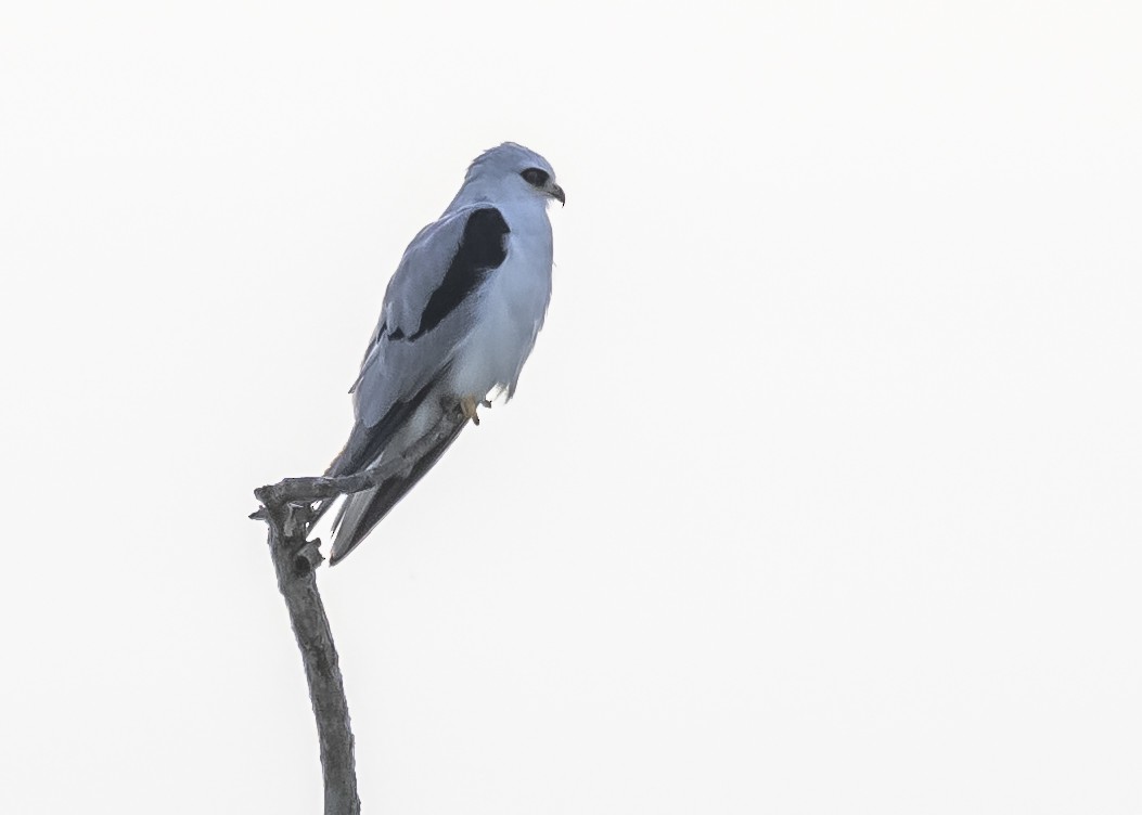 White-tailed Kite - ML551875551
