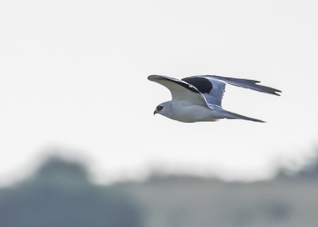 White-tailed Kite - ML551875571