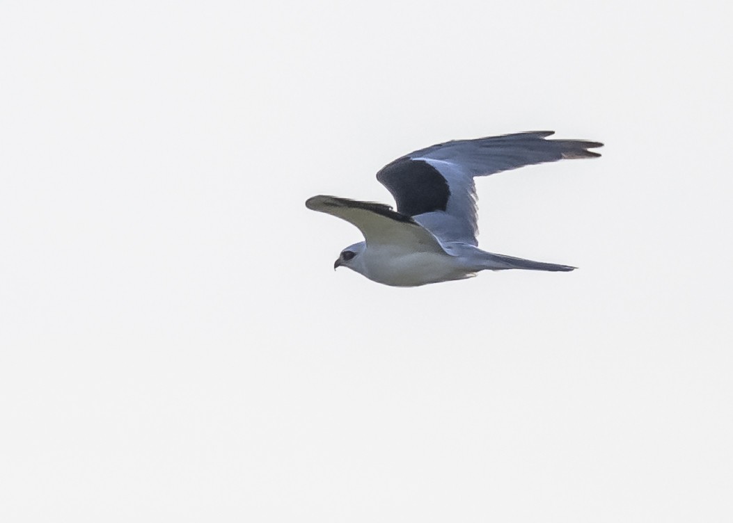 White-tailed Kite - ML551875581