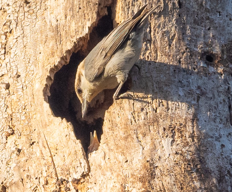 Brown-headed Nuthatch - ML551876801