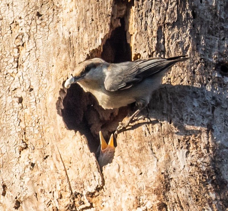 Brown-headed Nuthatch - ML551876811