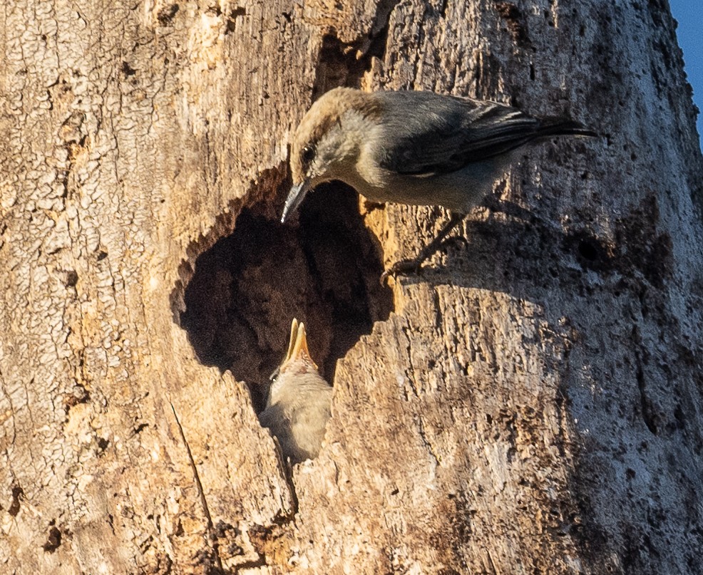 Brown-headed Nuthatch - ML551876821