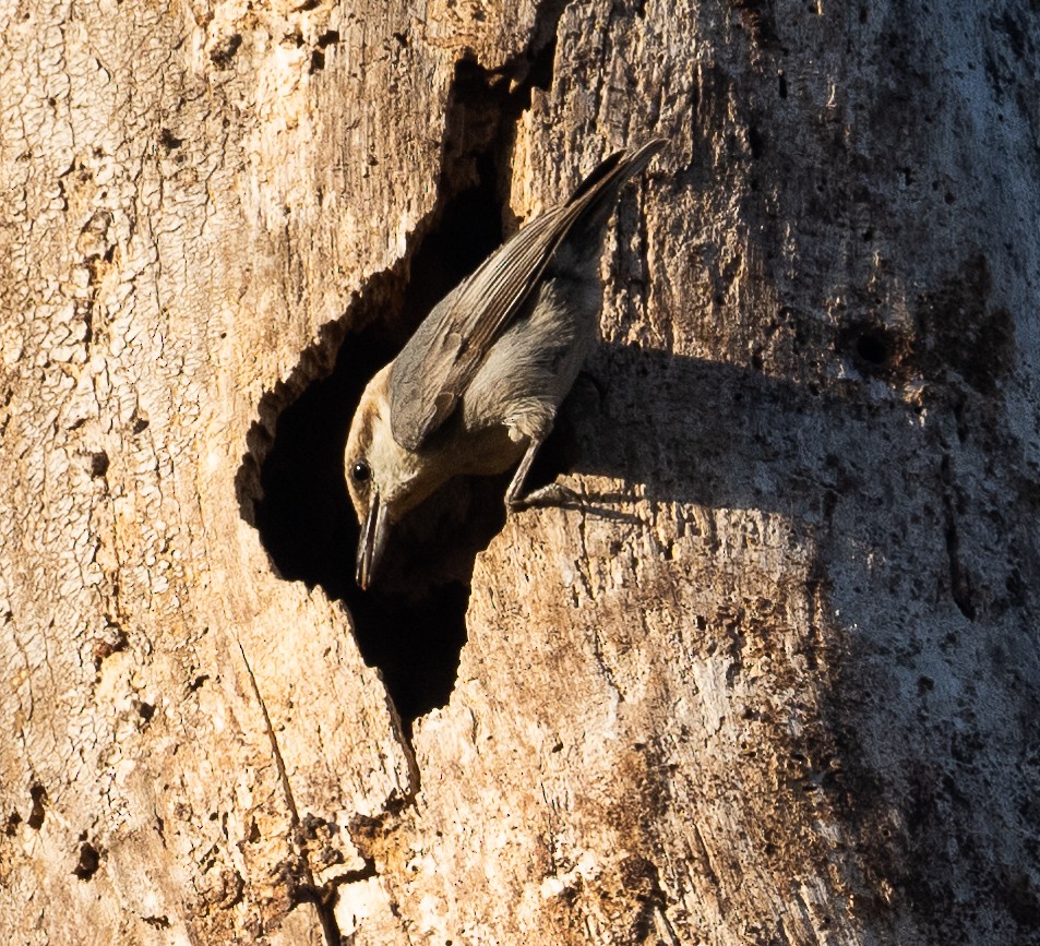 Brown-headed Nuthatch - ML551876831