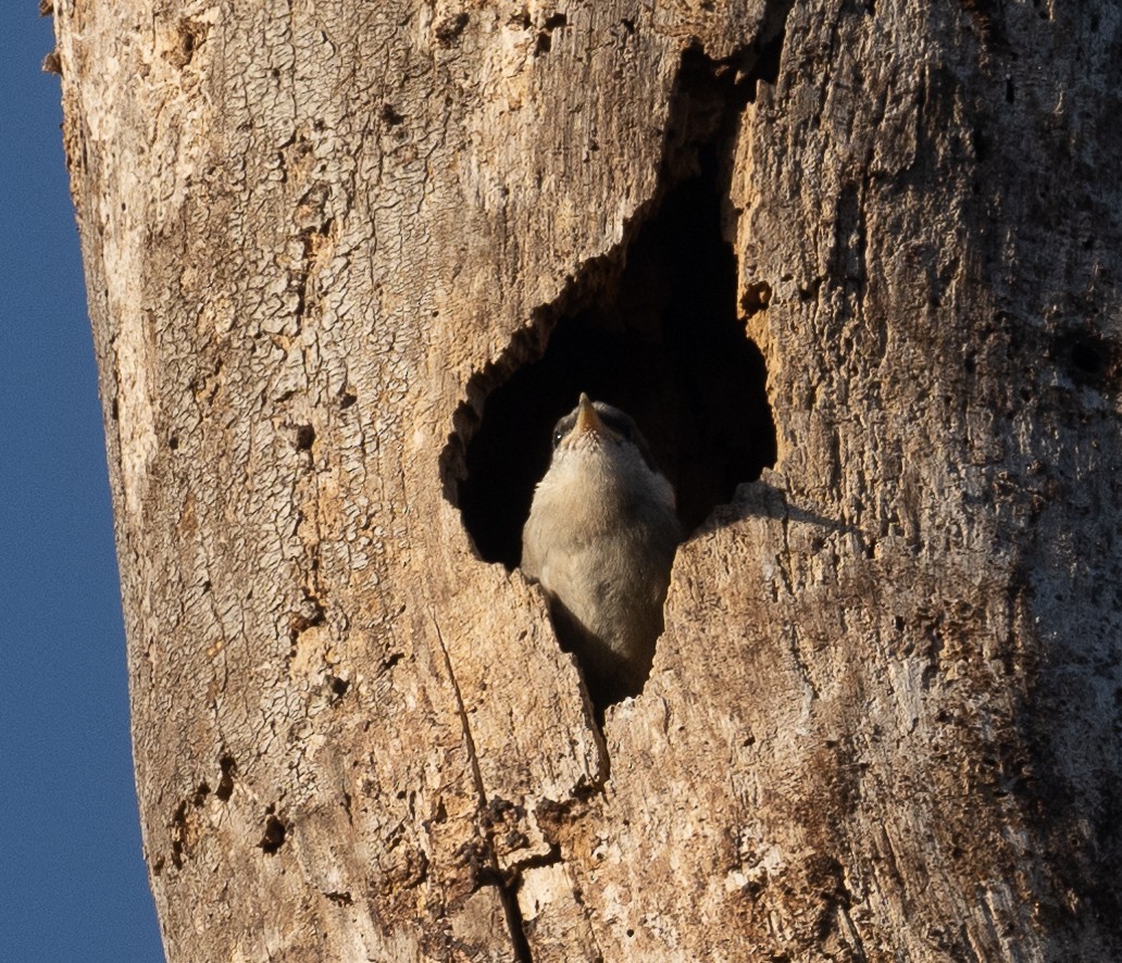 Brown-headed Nuthatch - ML551876841