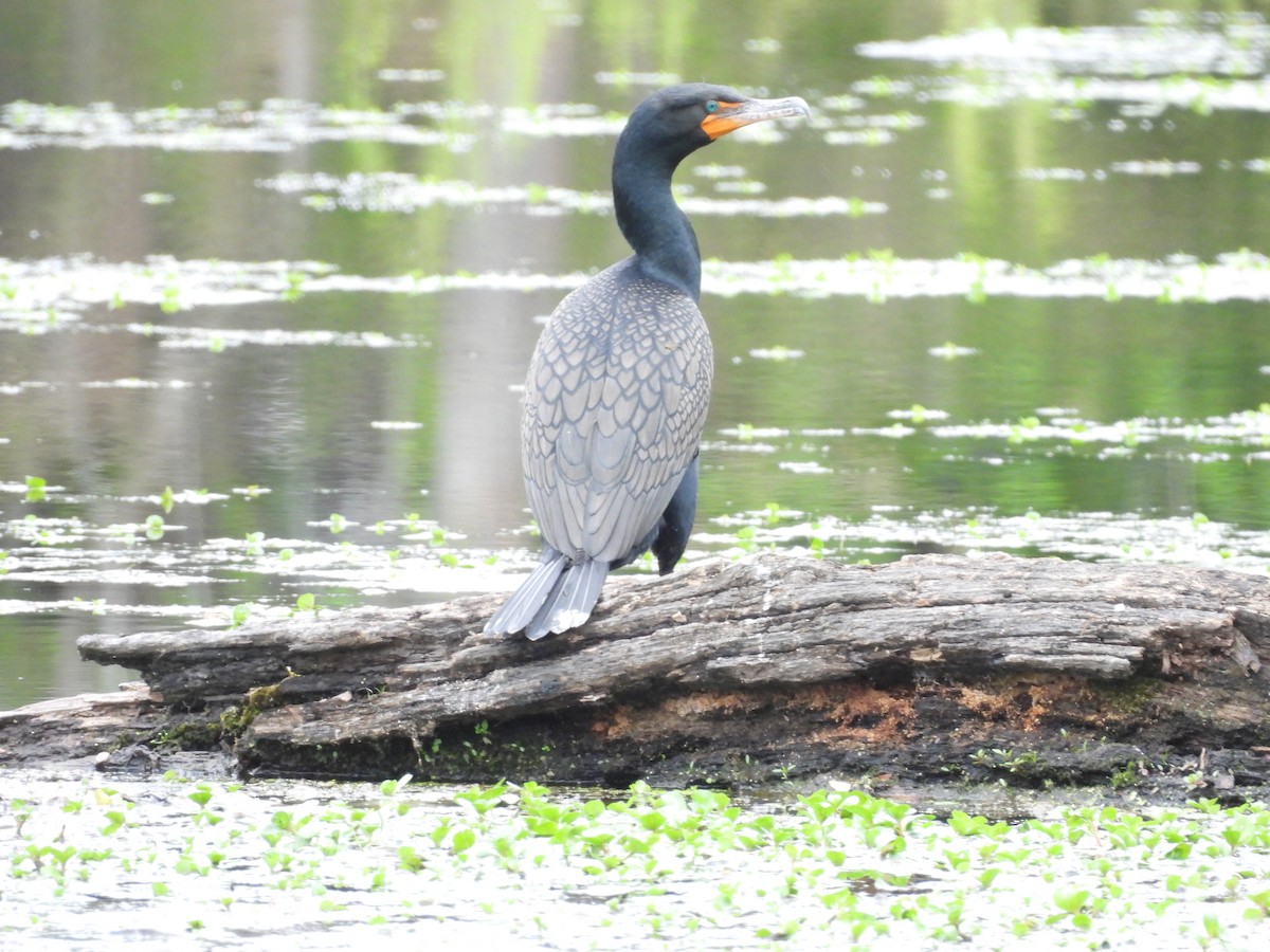 Double-crested Cormorant - ML551877531