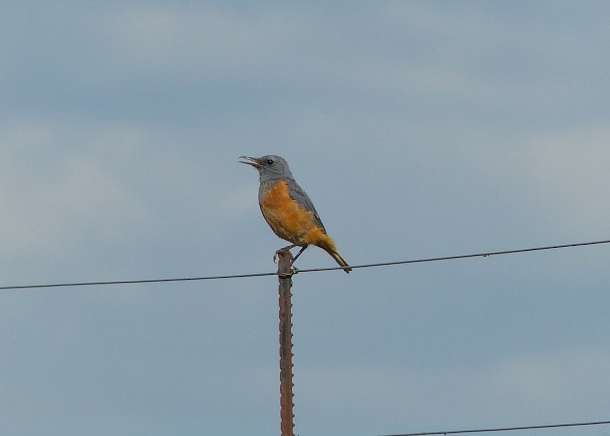 Sentinel Rock-Thrush - Andy Frank