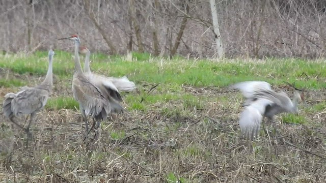 Sandhill Crane - ML551878751