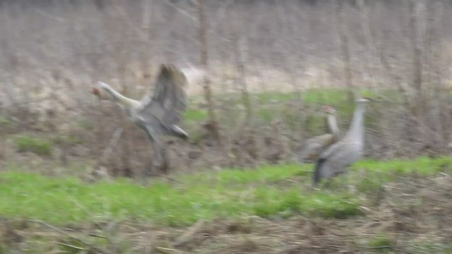 Sandhill Crane - ML551878821