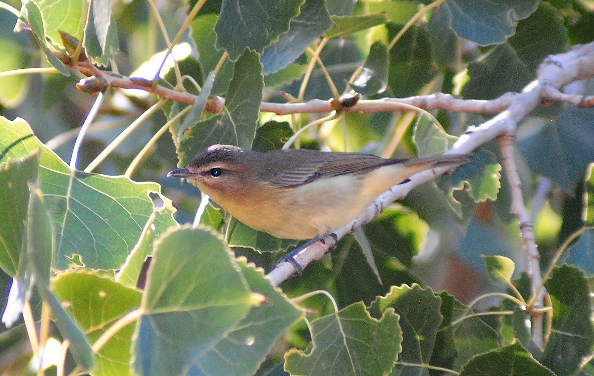Philadelphia Vireo - ML55187951