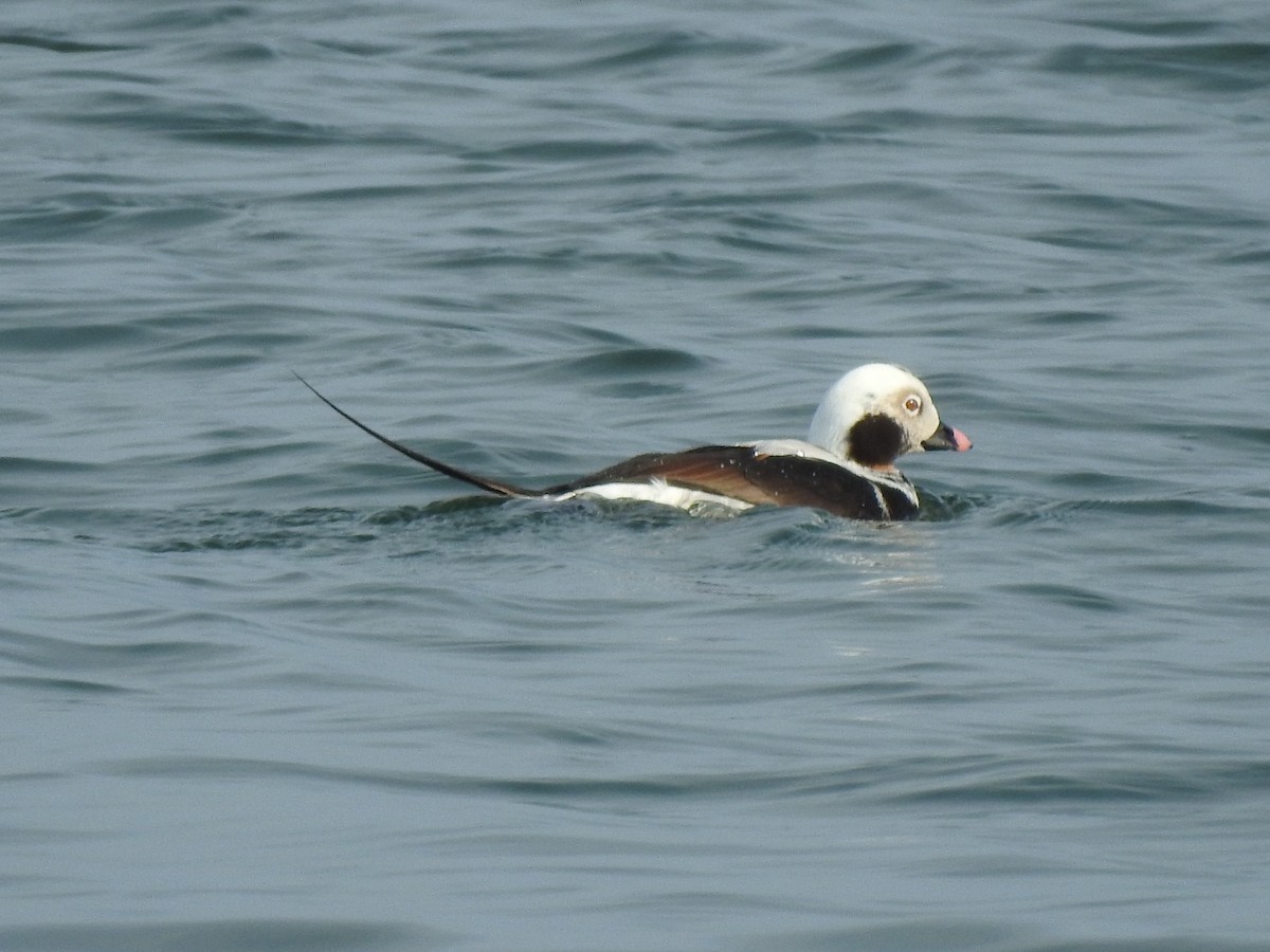 Long-tailed Duck - ML551882321