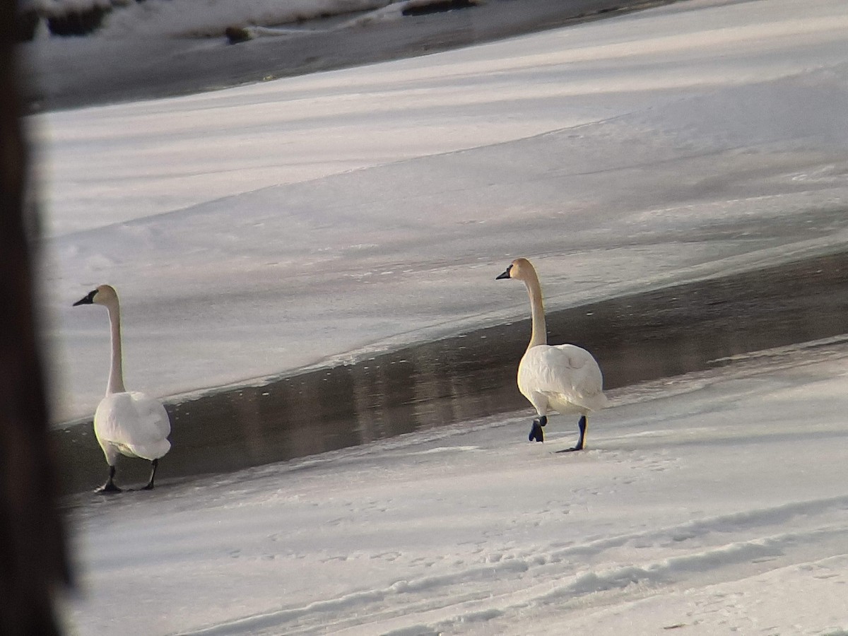 Trumpeter Swan - ML551882641