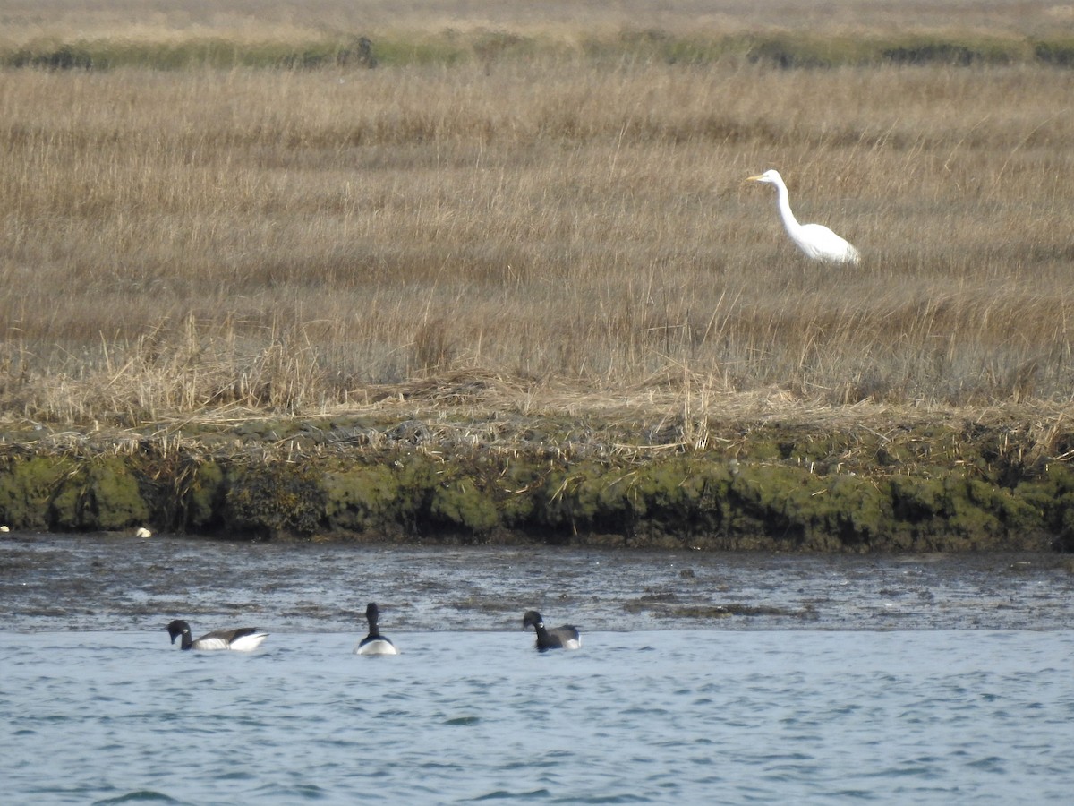 Great Egret - ML551882771