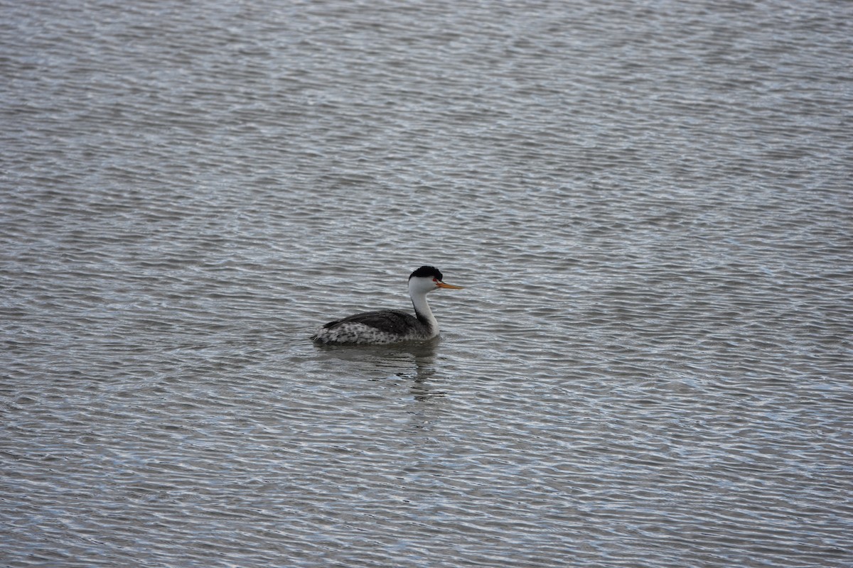 Clark's Grebe - ML551883051