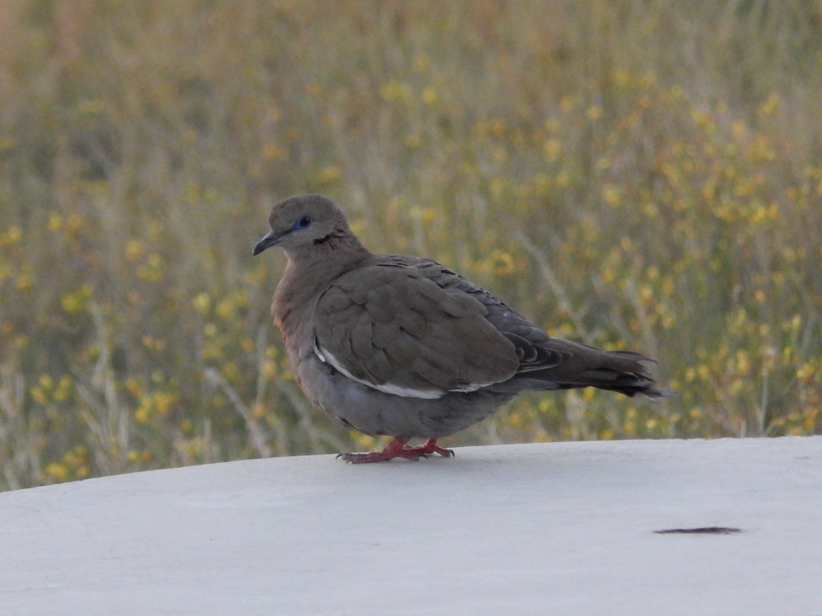 West Peruvian Dove - ML551883091
