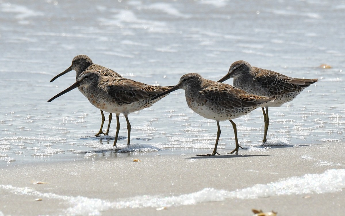 Short-billed Dowitcher - ML551884001