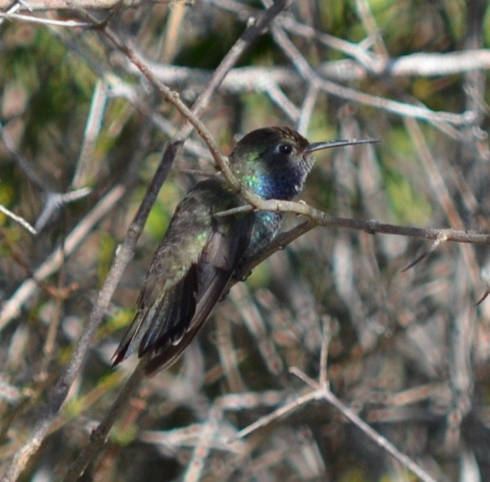 kolibřík safírový - ML551884051