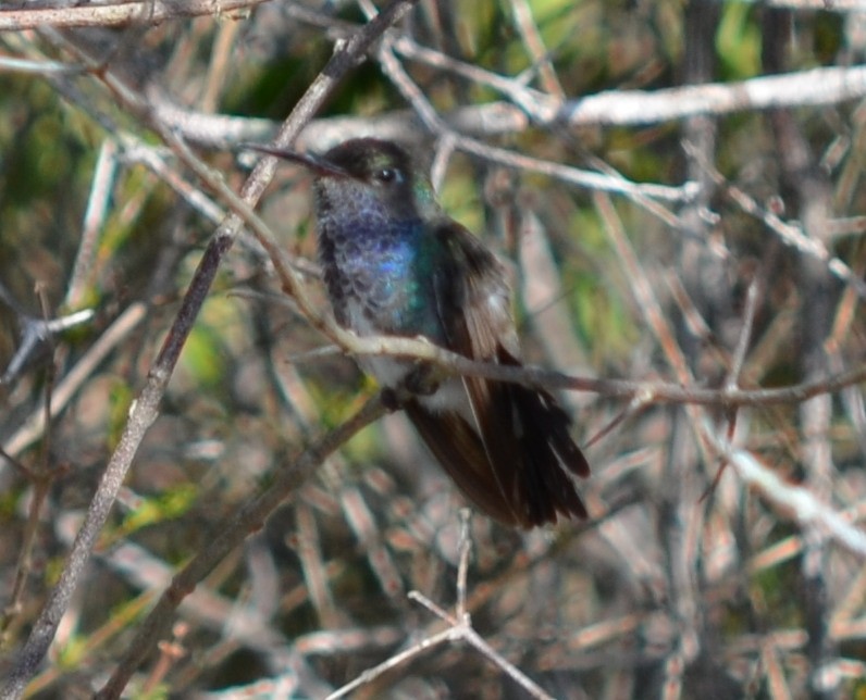 kolibřík safírový - ML551884061