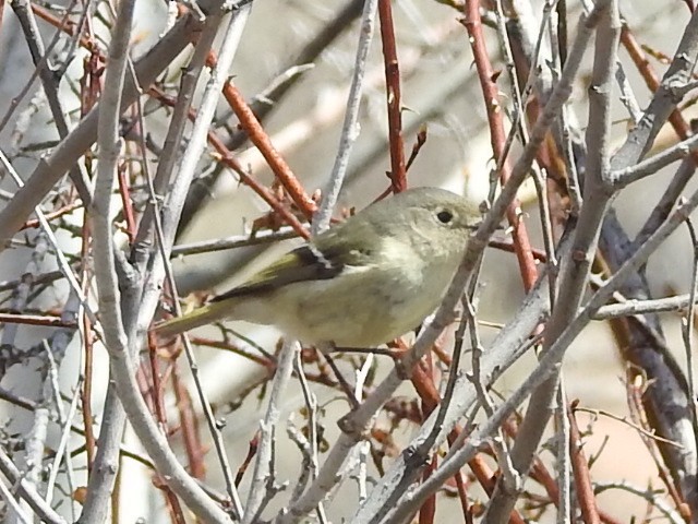 Ruby-crowned Kinglet - ML551884591