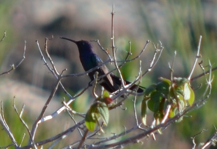 Swallow-tailed Hummingbird - Carl Winstead