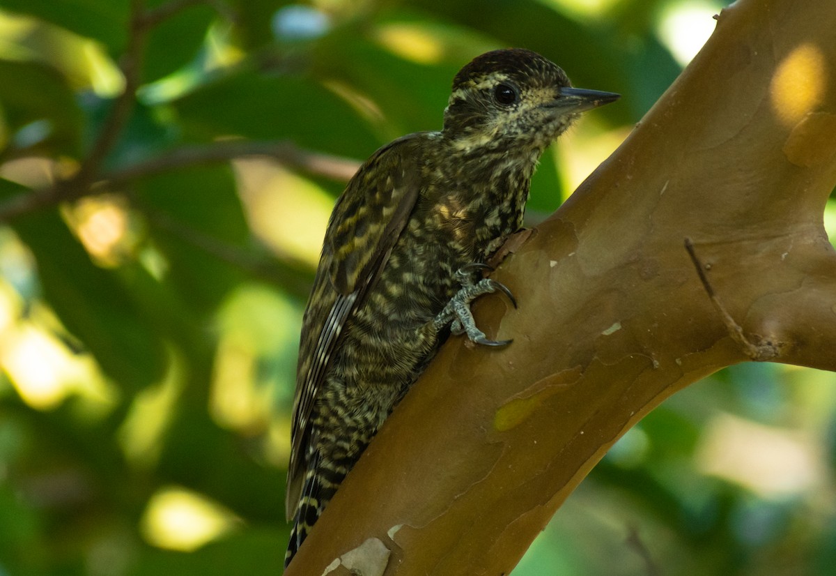 White-spotted Woodpecker - ML551885281