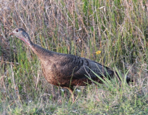 Wild Turkey - ML551886021