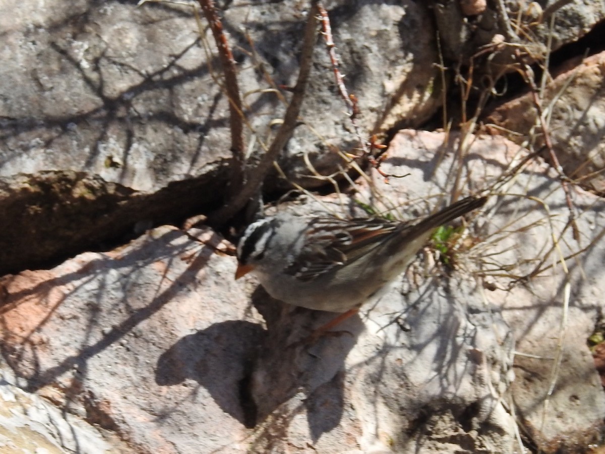 White-crowned Sparrow - ML551886051