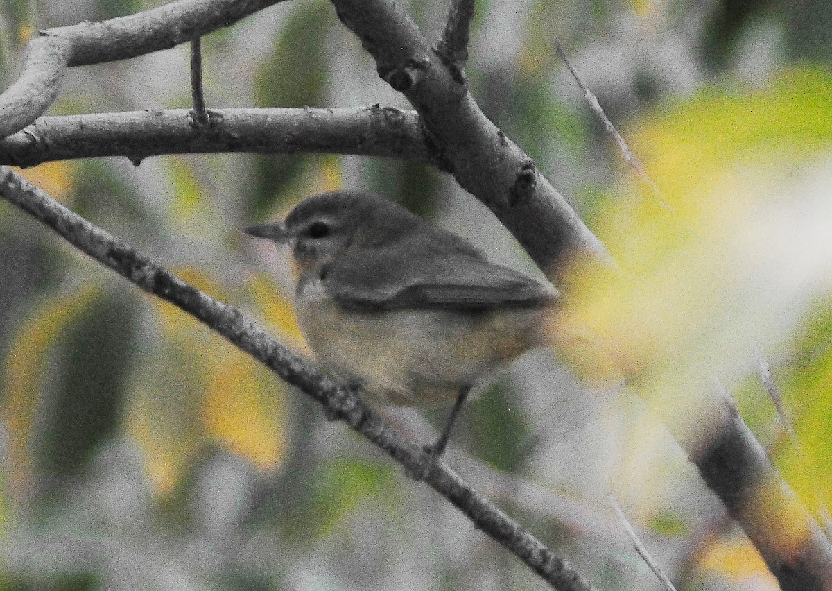 Philadelphia Vireo - ML55189061