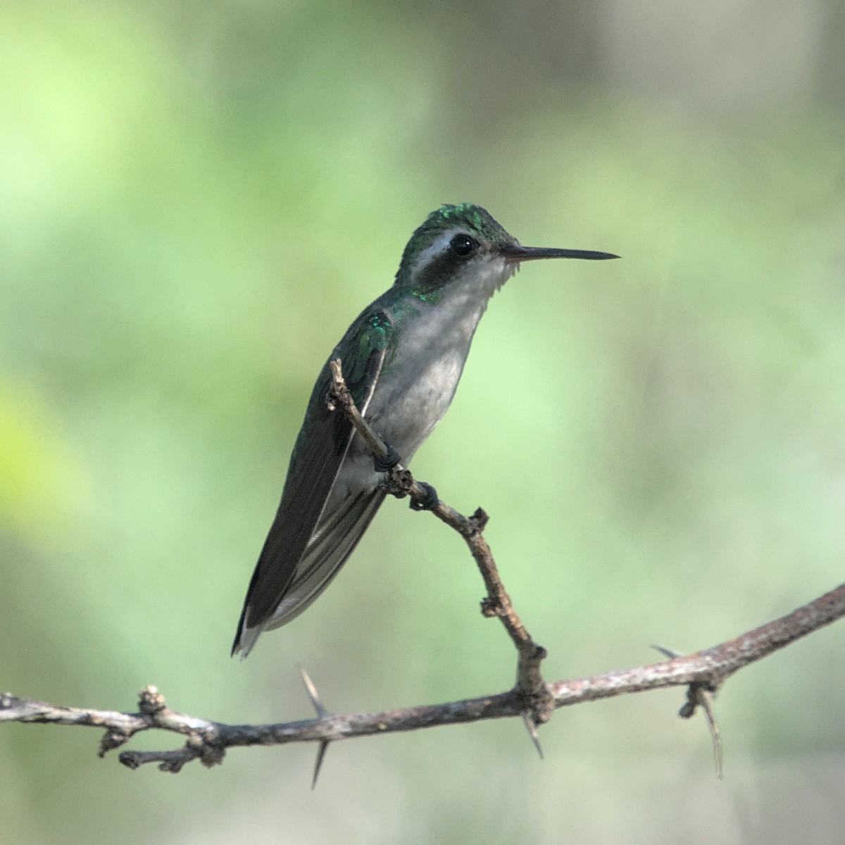 Canivet's Emerald - ML551891091