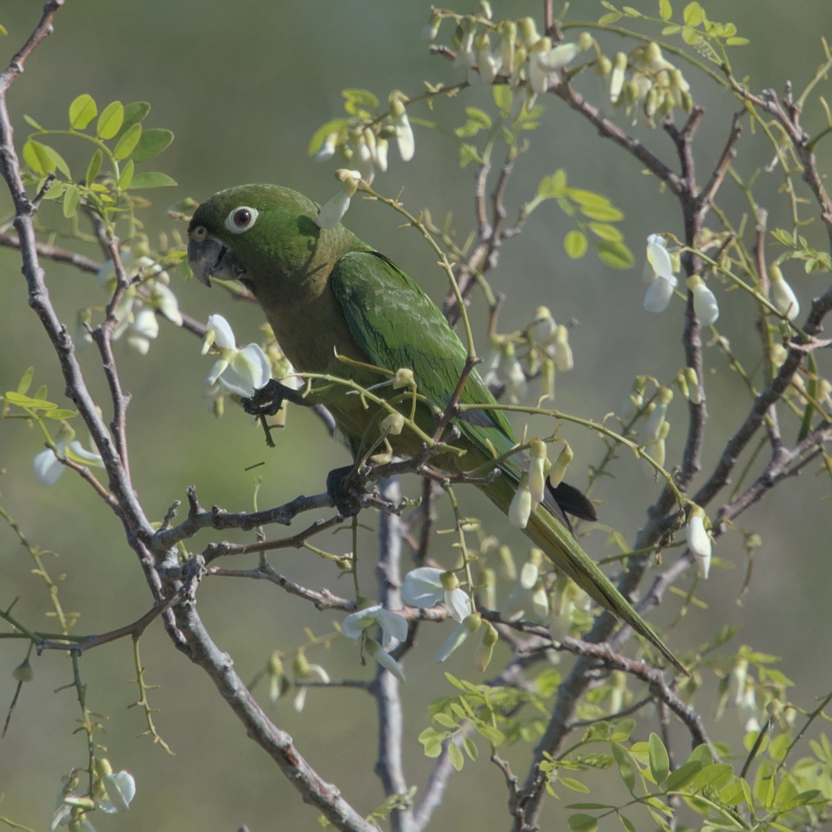 Olive-throated Parakeet - ML551891141