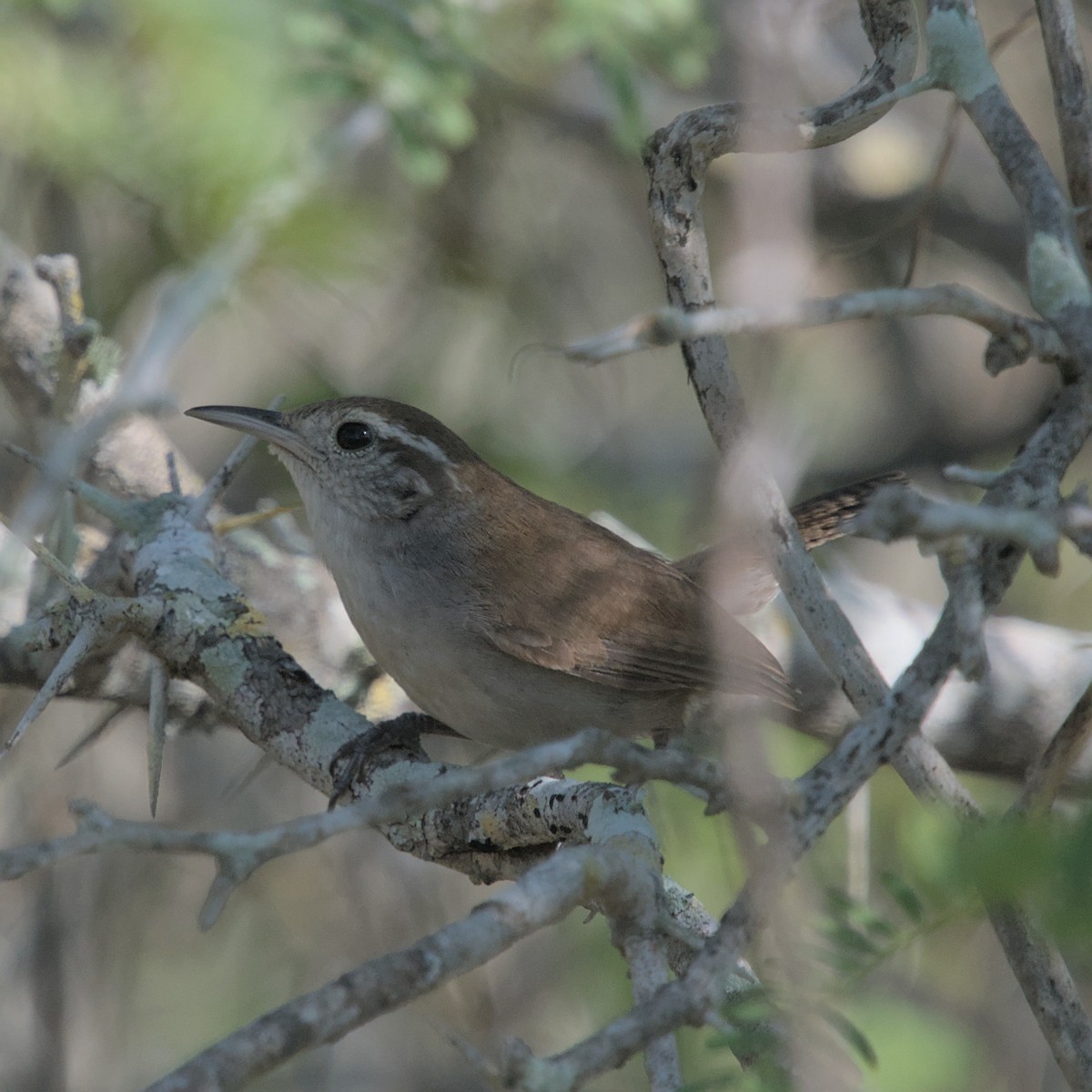 White-bellied Wren - ML551891261