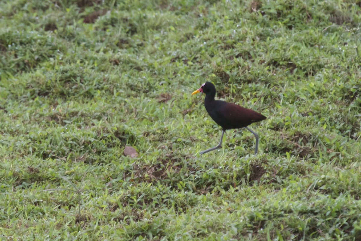 Northern x Wattled Jacana (hybrid) - ML55189271