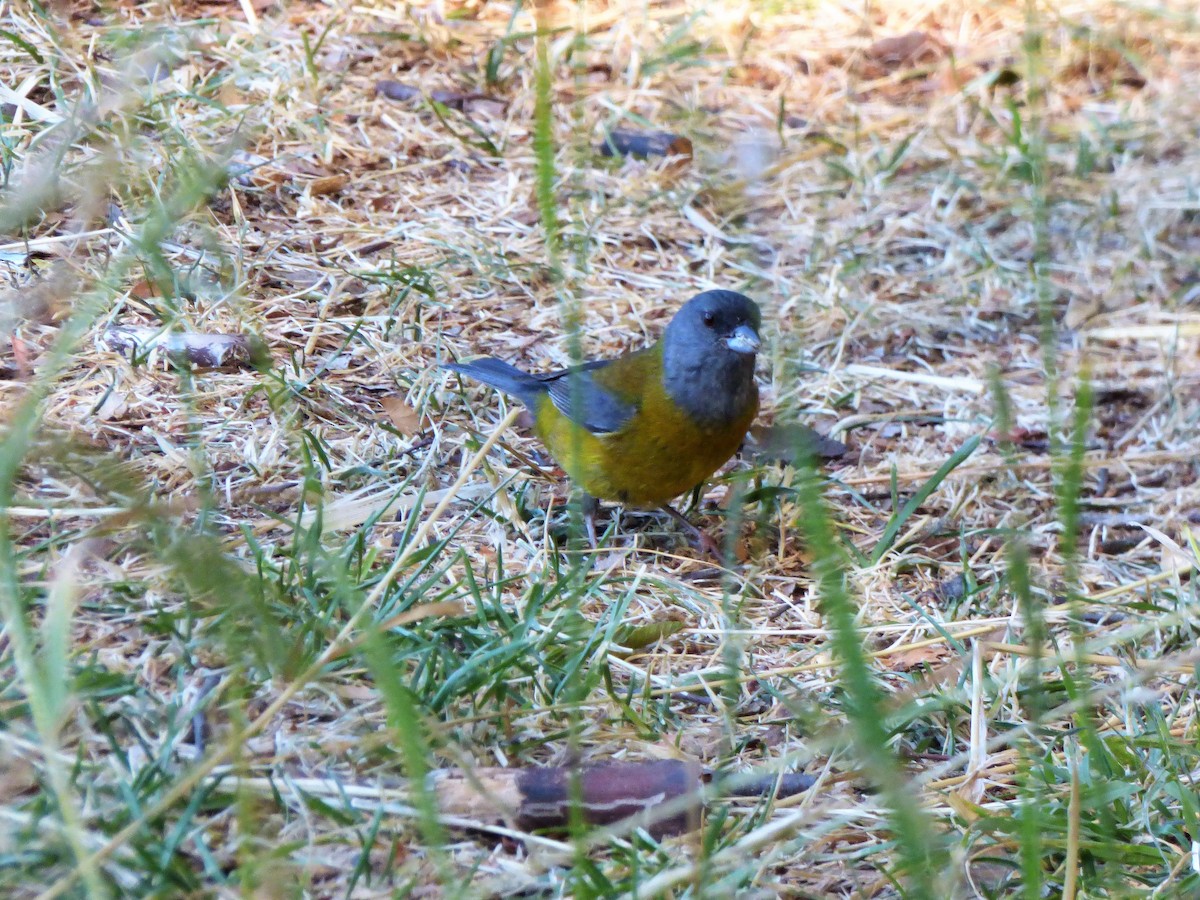 Patagonian Sierra Finch - ML551893191