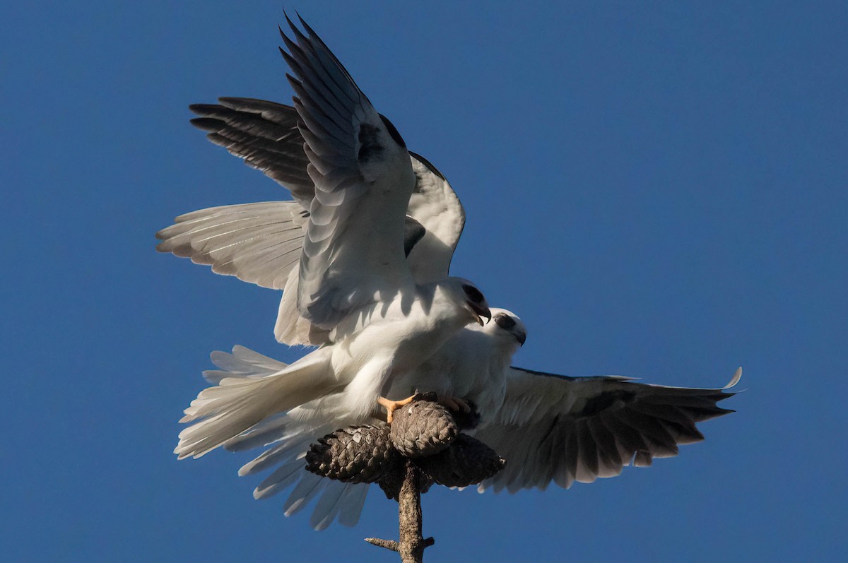 White-tailed Kite - ML551893441